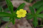 Common cinquefoil